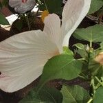 Hibiscus grandiflorus