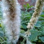 Pterocaulon alopecuroides Fruit