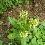 Calepina irregularis Costuma