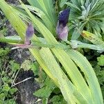 Iris pumila Blatt