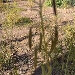 Cleome amblyocarpa Tunda