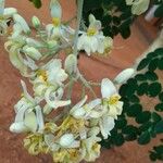 Moringa oleifera Fleur