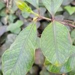 Psidium cattleyanum ഇല