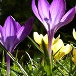 Crocus tommasinianus आदत