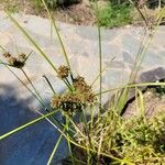 Cyperus difformis Kukka