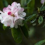 Rhododendron pachytrichum Λουλούδι