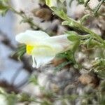 Antirrhinum siculum Λουλούδι