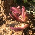 Astragalus incanus Flower