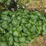 Cardamine asarifolia Likasa