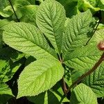 Rodgersia aesculifolia Ліст