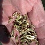 Lomatium triternatum Fruit