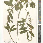 Tephrosia kasikiensis अन्य