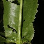 Critonia quadrangularis