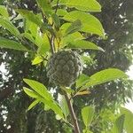 Annona squamosa Gyümölcs