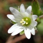 Cerastium pumilum फूल