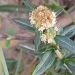 Spermacoce verticillata फूल