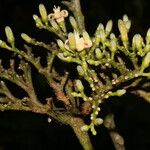 Conchocarpus guyanensis Floare