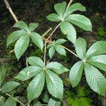 Aesculus glabra Blatt