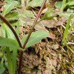 Stellaria pubera Leaf