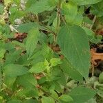 Salvia cinnabarina