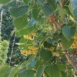 Tilia henryana Flor