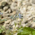 Myosotis minutiflora Fula
