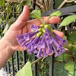 Iochroma cyaneum Blomma