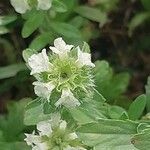 Sideritis hyssopifolia Flor
