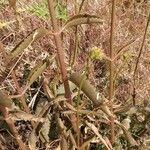 Kalanchoe lanceolata Lehti