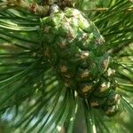 Pinus sylvestris Fruto