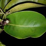 Vantanea barbourii Hoja