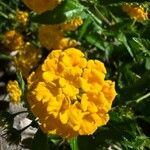 Lantana camaraFlower