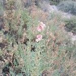 Salsola oppositifolia Blomma
