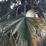 Livistona chinensis Folha