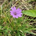 Geranium pyrenaicumFlor