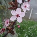 Prunus cerasiferaFlor