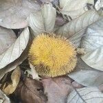 Artocarpus rigidus Плод