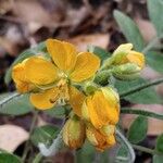 Senna hirsuta Flower