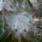 Asclepias curassavica Fruto