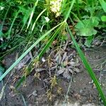 Cyperus longus Hoja