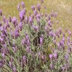 Lavandula pedunculata Blüte