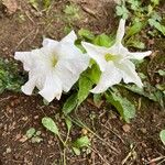 Petunia axillaris Blomst