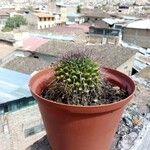 Mammillaria winterae Leaf