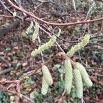 Corylus avellana Habitus