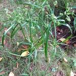 Cyperus eragrostisLeaf