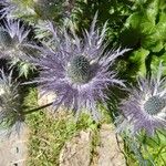 Eryngium alpinum Flower