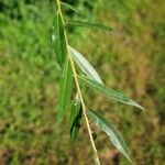 Salix triandra Leaf