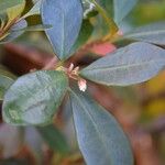 Baloghia alternifolia Folha