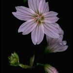 Lewisia congdonii Çiçek