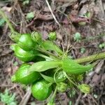 Tacca leontopetaloides Плід